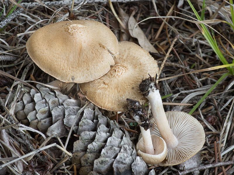 Inocybe ochroalba